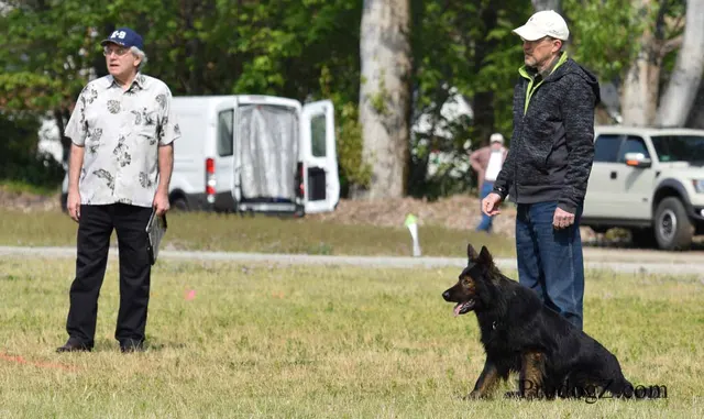 April 20, 2015 RVSC Schutzhund Trial on April 20, 2015 — handler control and obedience work on the trial field — photo 168