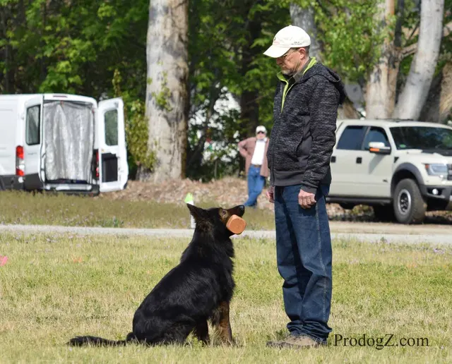 April 20, 2015 RVSC Schutzhund Trial on April 20, 2015 — a working dog engaging the helper during protection work — photo 169