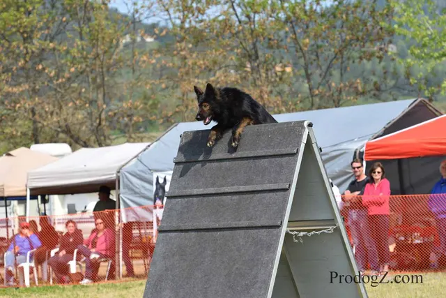 April 20, 2015 RVSC Schutzhund Trial on April 20, 2015 — a dog working near a Schutzhund blind during the protection phase — photo 170