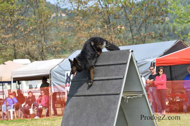 April 20, 2015 RVSC Schutzhund Trial — a working dog and handler during a formal trial exercise