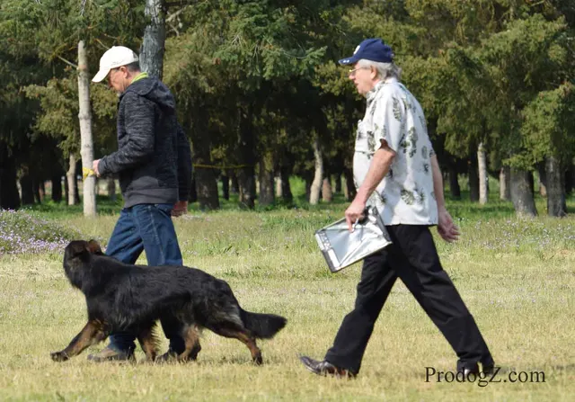 April 20, 2015 RVSC Schutzhund Trial on April 20, 2015 — handler control and obedience work on the trial field — photo 173