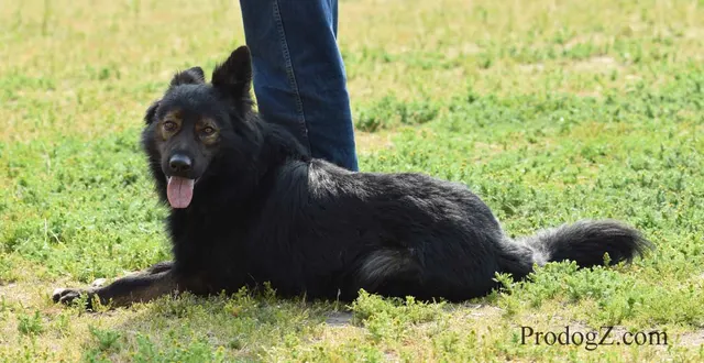 April 20, 2015 RVSC Schutzhund Trial on April 20, 2015 — a working dog engaging the helper during protection work — photo 174