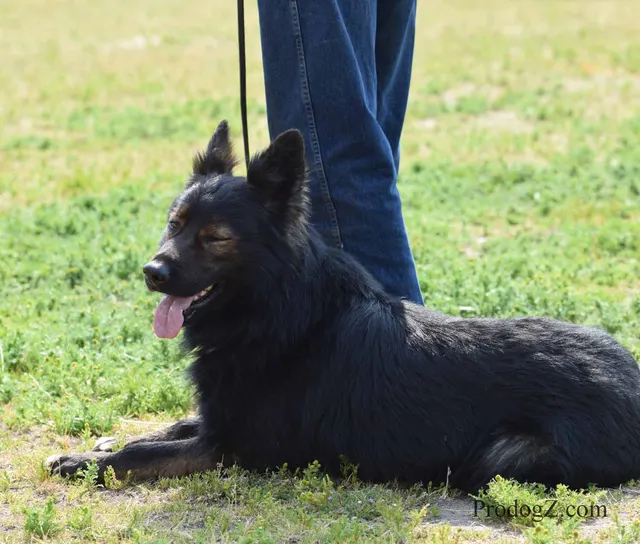 April 20, 2015 RVSC Schutzhund Trial on April 20, 2015 — a dog working near a Schutzhund blind during the protection phase — photo 175
