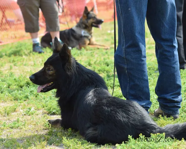 April 20, 2015 RVSC Schutzhund Trial on April 20, 2015 — a working dog and handler during a formal trial exercise — photo 176