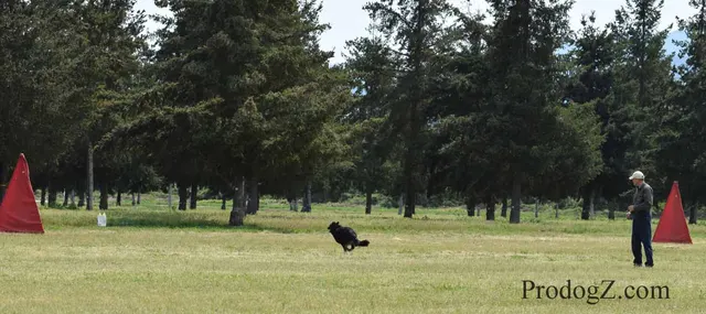 April 20, 2015 RVSC Schutzhund Trial on April 20, 2015 — a dog completing a Schutzhund jump or field exercise — photo 177