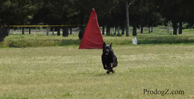 April 20, 2015 RVSC Schutzhund Trial on April 20, 2015 — handler control and obedience work on the trial field — photo 178