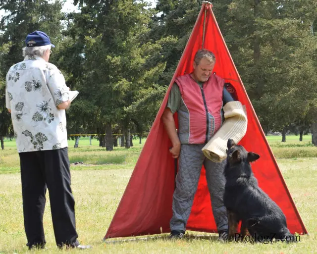 April 20, 2015 RVSC Schutzhund Trial on April 20, 2015 — a working dog engaging the helper during protection work — photo 179
