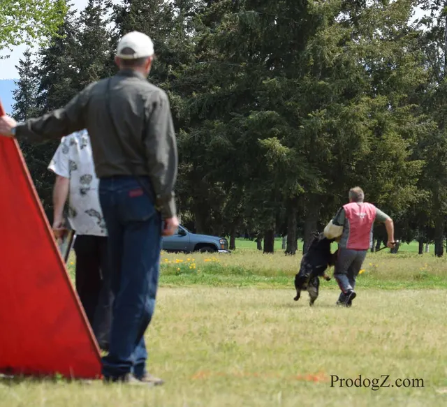 April 20, 2015 RVSC Schutzhund Trial on April 20, 2015 — a dog working near a Schutzhund blind during the protection phase — photo 180