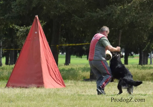 April 20, 2015 RVSC Schutzhund Trial on April 20, 2015 — a working dog and handler during a formal trial exercise — photo 181