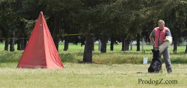 April 20, 2015 RVSC Schutzhund Trial on April 20, 2015 — a dog completing a Schutzhund jump or field exercise — photo 182