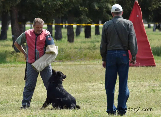 April 20, 2015 RVSC Schutzhund Trial on April 20, 2015 — a working dog engaging the helper during protection work — photo 184