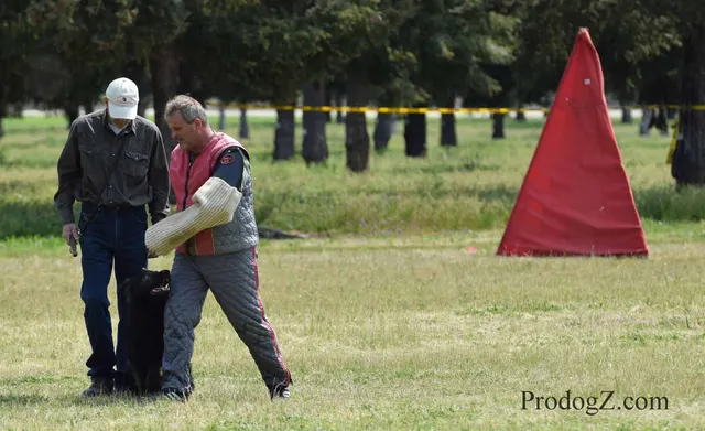 April 20, 2015 RVSC Schutzhund Trial on April 20, 2015 — a dog working near a Schutzhund blind during the protection phase — photo 185