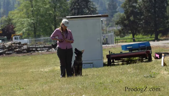 April 20, 2015 RVSC Schutzhund Trial on April 20, 2015 — a working dog engaging the helper during protection work — photo 189