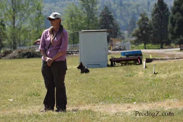 April 20, 2015 RVSC Schutzhund Trial on April 20, 2015 — a dog working near a Schutzhund blind during the protection phase — photo 190