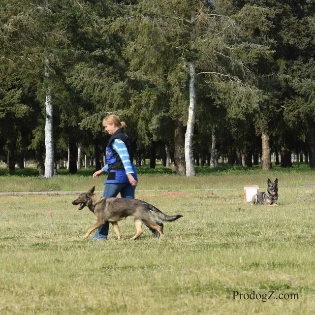 April 20, 2015 RVSC Schutzhund Trial on April 20, 2015 — a working dog engaging the helper during protection work — photo 194