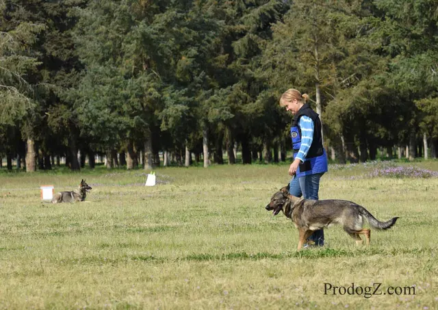 April 20, 2015 RVSC Schutzhund Trial on April 20, 2015 — a dog-and-handler team completing a scored trial routine — photo 195