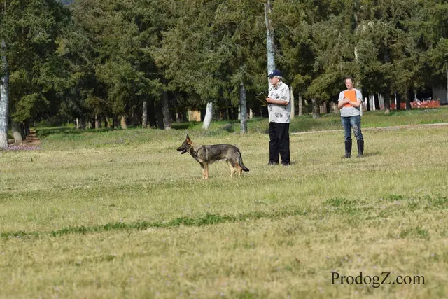 April 20, 2015 RVSC Schutzhund Trial on April 20, 2015 — a German Shepherd completing a Schutzhund jump or field exercise — photo 197