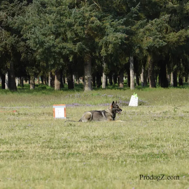 April 20, 2015 RVSC Schutzhund Trial on April 20, 2015 — handler control and attention on the trial field — photo 198