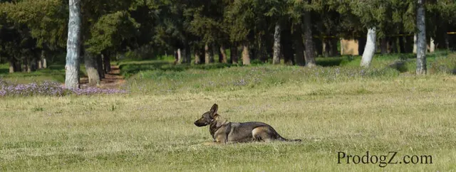 April 20, 2015 RVSC Schutzhund Trial on April 20, 2015 — a working dog engaging the helper during protection work — photo 199