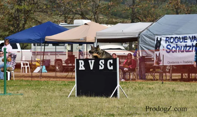 April 20, 2015 RVSC Schutzhund Trial on April 20, 2015 — a working dog and handler during a formal obedience exercise — photo 201
