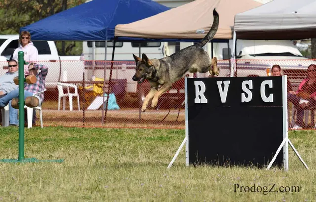 April 20, 2015 RVSC Schutzhund Trial on April 20, 2015 — a German Shepherd completing a Schutzhund jump or field exercise — photo 202