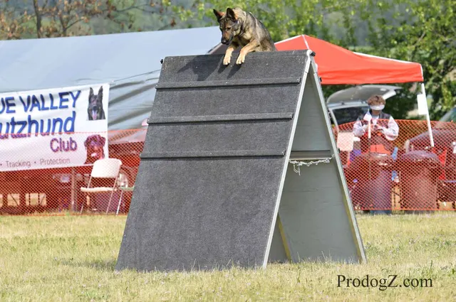 April 20, 2015 RVSC Schutzhund Trial on April 20, 2015 — handler control and attention on the trial field — photo 203