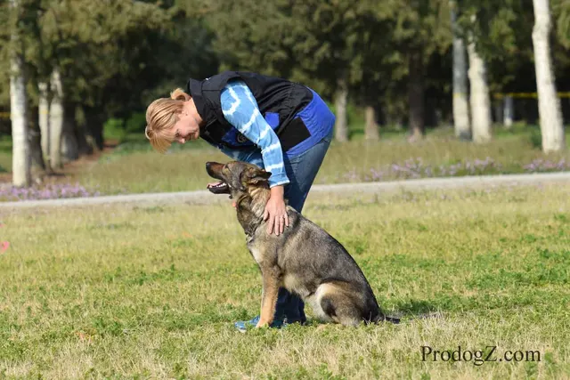 April 20, 2015 RVSC Schutzhund Trial on April 20, 2015 — a working dog engaging the helper during protection work — photo 204