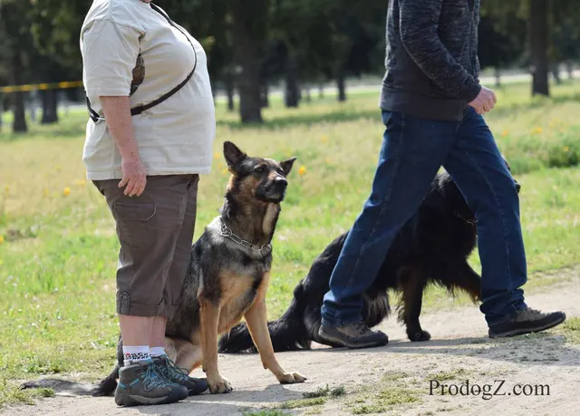 April 20, 2015 RVSC Schutzhund Trial on April 20, 2015 — a dog-and-handler team completing a scored trial routine — photo 205