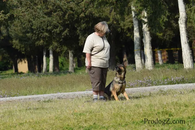 April 20, 2015 RVSC Schutzhund Trial on April 20, 2015 — a working dog and handler during a formal obedience exercise — photo 206