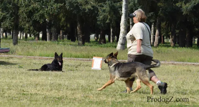 April 20, 2015 RVSC Schutzhund Trial on April 20, 2015 — a German Shepherd completing a Schutzhund jump or field exercise — photo 207