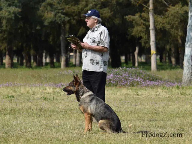 April 20, 2015 RVSC Schutzhund Trial on April 20, 2015 — handler control and attention on the trial field — photo 208