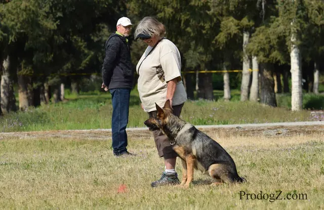 April 20, 2015 RVSC Schutzhund Trial on April 20, 2015 — a working dog engaging the helper during protection work — photo 209