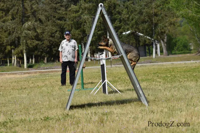 April 20, 2015 RVSC Schutzhund Trial on April 20, 2015 — a dog-and-handler team completing a scored trial routine — photo 210
