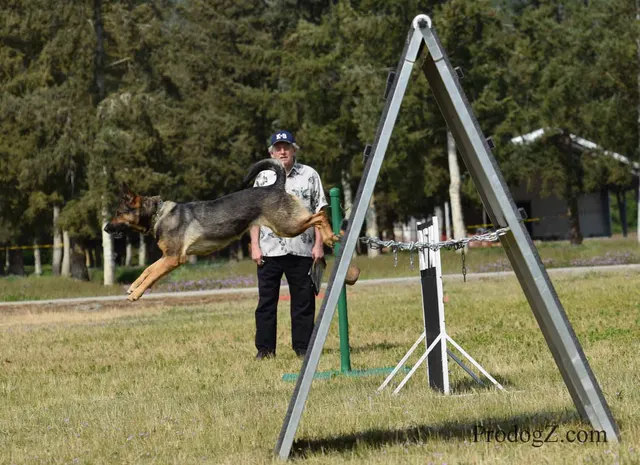 April 20, 2015 RVSC Schutzhund Trial on April 20, 2015 — a working dog and handler during a formal obedience exercise — photo 211