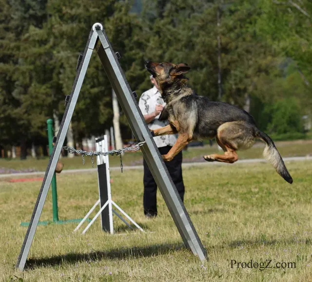 April 20, 2015 RVSC Schutzhund Trial on April 20, 2015 — a German Shepherd completing a Schutzhund jump or field exercise — photo 212