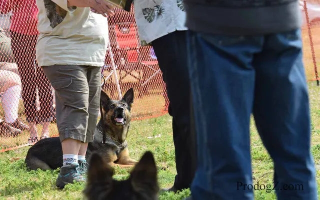 April 20, 2015 RVSC Schutzhund Trial on April 20, 2015 — handler control and attention on the trial field — photo 213