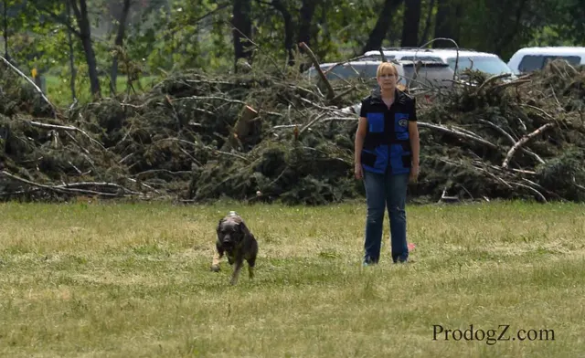 April 20, 2015 RVSC Schutzhund Trial on April 20, 2015 — a working dog engaging the helper during protection work — photo 214