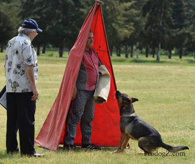 April 20, 2015 RVSC Schutzhund Trial on April 20, 2015 — a working dog engaging the helper during protection work — photo 219