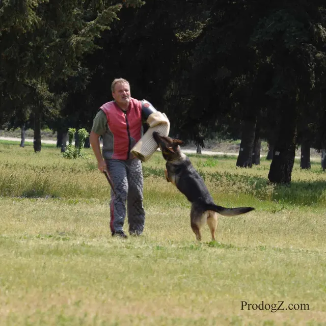 April 20, 2015 RVSC Schutzhund Trial on April 20, 2015 — a working dog and handler during a formal obedience exercise — photo 221