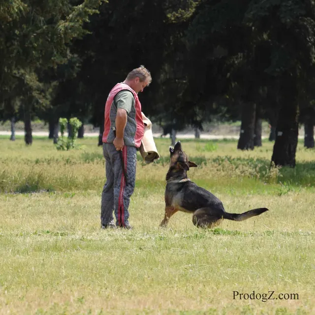 April 20, 2015 RVSC Schutzhund Trial on April 20, 2015 — a German Shepherd completing a Schutzhund jump or field exercise — photo 222