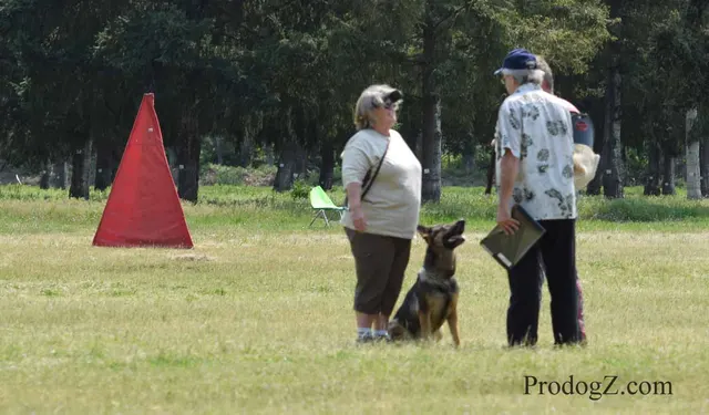 April 20, 2015 RVSC Schutzhund Trial on April 20, 2015 — a working dog engaging the helper during protection work — photo 224
