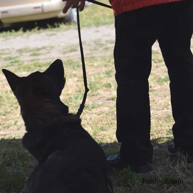 April 20, 2015 RVSC Schutzhund Trial on April 20, 2015 — a dog-and-handler team completing a scored trial routine — photo 230