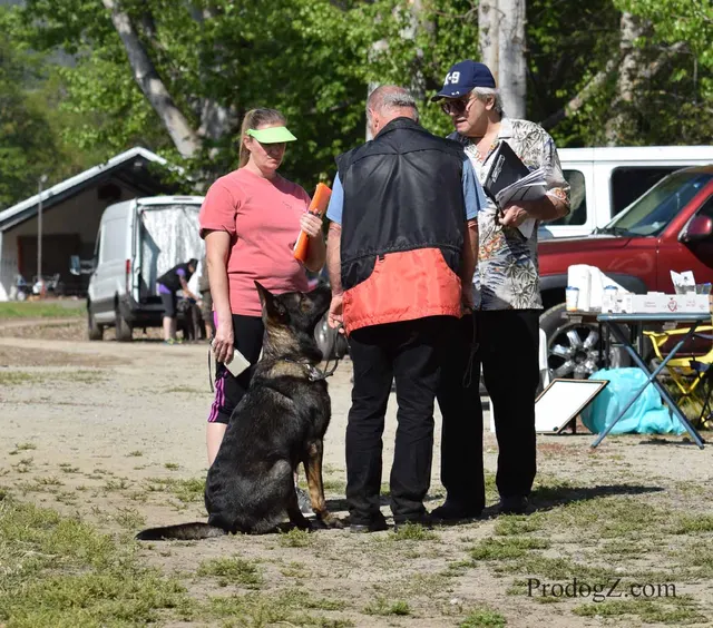 April 20, 2015 RVSC Schutzhund Trial on April 20, 2015 — a working dog and handler during a formal obedience exercise — photo 231