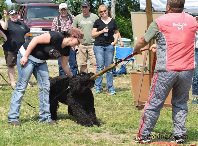 April 20, 2015 RVSC Schutzhund Trial on April 20, 2015 — a helper presenting the sleeve during protection work — photo 050