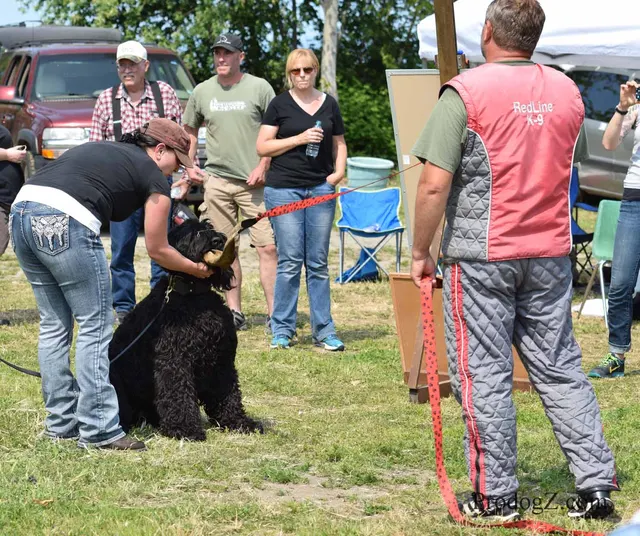 April 20, 2015 RVSC Schutzhund Trial on April 20, 2015 — a working dog gripping the sleeve during trial protection — photo 051