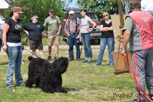 April 20, 2015 RVSC Schutzhund Trial on April 20, 2015 — handler, helper and working dog during controlled protection work — photo 052