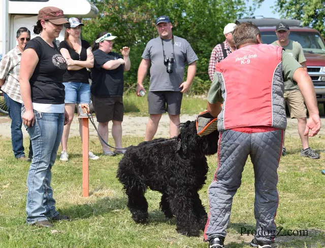 April 20, 2015 RVSC Schutzhund Trial on April 20, 2015 — a working dog engaging the helper during a protection exercise — photo 053