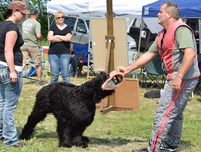 April 20, 2015 RVSC Schutzhund Trial on April 20, 2015 — a helper presenting the sleeve during protection work — photo 054