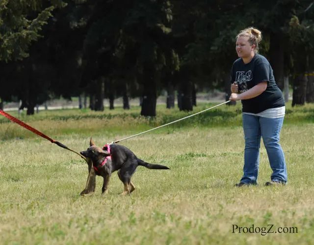 April 20, 2015 RVSC Schutzhund Trial on April 20, 2015 — Schutzhund trial blinds, signage and activity around the field — photo 029