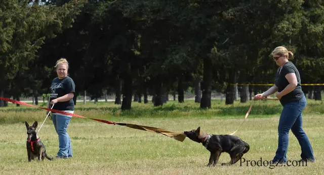 April 20, 2015 RVSC Schutzhund Trial on April 20, 2015 — a working dog and handler during a formal trial routine — photo 030